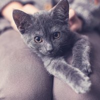 Mājdzīvnieks uz laiku – kas ir 'pagaidu mājas' un kā var palīdzēt kaķiem