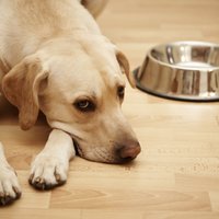 'Dogo' sāga: Saslimušo suņu skaits mazinās, apstiprina veterinārārsti