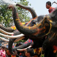 ВИДЕО: Слон на Шри-Ланке затоптал людей на фестивале