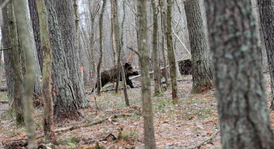 Šonedēļ atrastas 32 no ĀCM mirušas mežacūkas