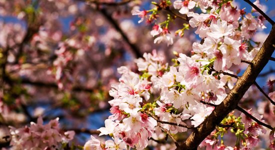 Foto: Japānā sākusies sakuras ķiršu ziedēšana