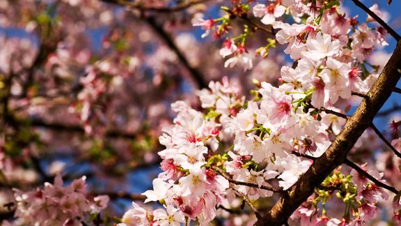 ķirši, sakura