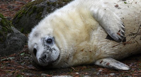 Zoodārza dzīvnieku pulkam pievienojas roņu mazulis