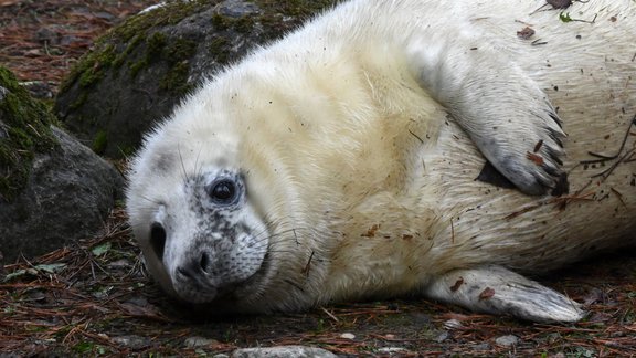 Pelēkais ronis Rīgas zoo - 16