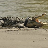 ФОТО, ВИДЕО: Огромный крокодил пять лет ходил с шиной на шее, но его все-таки спасли
