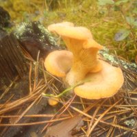 ФОТО: Шутки природы - в Латвии появились первые грибы