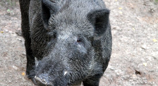 Дикие кабаны растерзали сицилийца