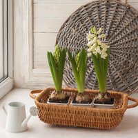 Pirmās hiacintes podiņā – kā laistīt pavasara sīpolpuķes