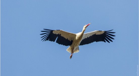 'Atgriezušies par agru' – iemūžināti šogad pirmie baltie stārķi