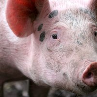 Cūku mēri atklāj jau cietuša uzņēmuma otrā saimniecībā Salaspilī; likvidēs 10 000 dzīvnieku