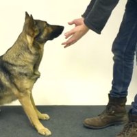 Interneta hits: Kā suņi reaģē uz burvju trikiem