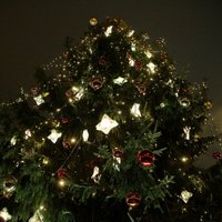 В понедельник для Риги выберут рождественскую елку