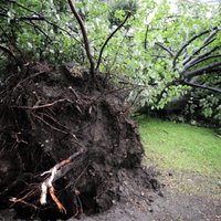 Latvijas Valsts ceļi aicina autovadītājus ziņot par vētras gāztajiem kokiem