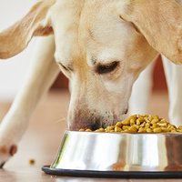 Latvijas veterinārārsti iesniedz priekšlikumus Austrālijai par dzīvnieku barības regulējumu