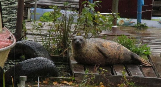 ФОТО: В Озолниекском пруду замечен кольчатый тюлень