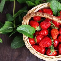 Шесть клубничных полей в Латвии, где можно собрать ягоды самим