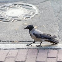 Осторожно, злая ворона: как избежать встречи с агрессивной птицей