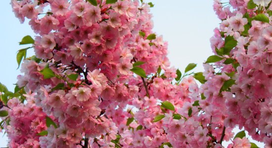 Foto: Rīgā krāšņi zied sakuras