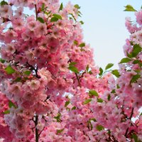 Foto: Rīgā krāšņi zied sakuras