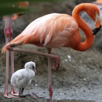 Kolumbijā pasaulē nācis flamingo ar milzu pēdām