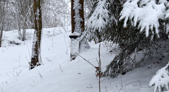 Sākusies kļavu sulu tecināšanas sezona