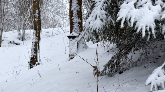 kļavu sulas, sulas, kļavas, ziema Foto: Z/S Ragāres