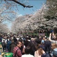Video: Pavasara trakums Tokijā - visi steidz lūkot ziedošo sakuru rozā kupenas