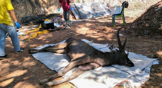 ФОТО: В желудке мертвого оленя в Таиланде нашли 7 килограммов мусора