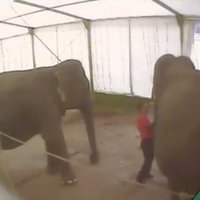 Video: Cietsirdīgais ziloņu dresētājs uzstājas Rīgas cirkā