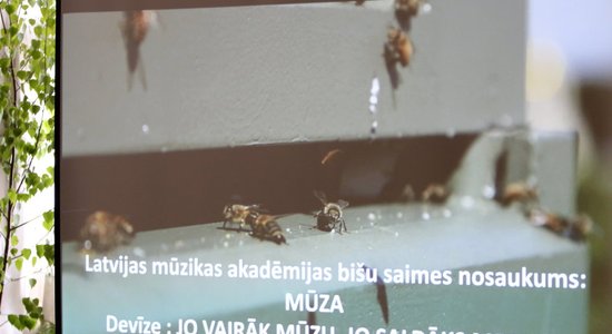 Uz Latviešu biedrības nama jumta izvieto bišu saimes