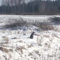 ВИДЕО: В Кекавском крае по сугробам скачет кенгуру