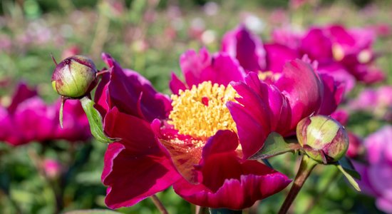 Foto: Neatkārtojamās Daugmales peonijas pilnziedā