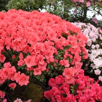 ФОТО. Буйство красок среди зимы: в Ботаническом саду ЛУ цветут азалии