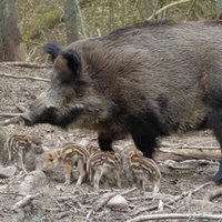 Līgatnes dabas taku mežacūku pārim piedzimuši nebēdnīgi sivēniņi