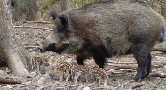 Līgatnes dabas taku mežacūku pārim piedzimuši nebēdnīgi sivēniņi