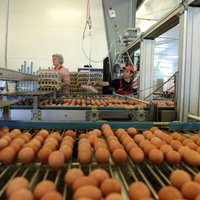 'Balticovo' skandāls: kā slikti vistu turēšanas apstākļi ietekmē olu kvalitāti