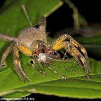 Виагру предложили заменить ядом странствующих пауков