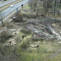 Очевидец: В Кенгарагсе вырубили старинную березовую рощу и яблоневый сад