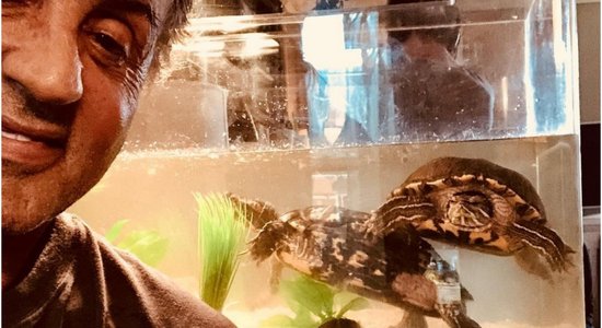 Bruņurupuči, kas piedalījās filmā 'Rokijs', svin savu 45. dzimšanas dienu