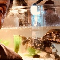 Bruņurupuči, kas piedalījās filmā 'Rokijs', svin savu 45. dzimšanas dienu