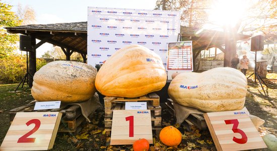 ФОТО. Стала известна самая большая тыква Латвии – ее вес 351 килограмм