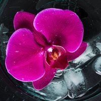 Orhideju 'laistīšana' ar ledus gabaliņiem: metode, kuru labāk neizmantot