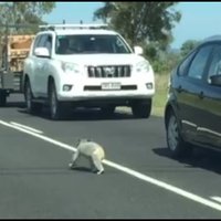 Video: Koalas lācītis aptur automašīnu satiksmi Austrālijā