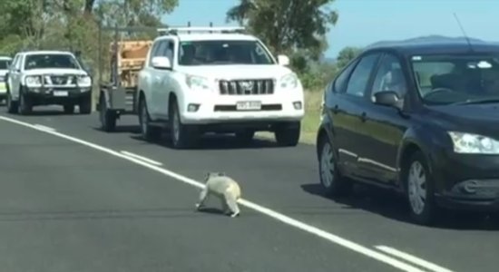 Video: Koalas lācītis aptur automašīnu satiksmi Austrālijā