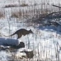 Video: Iecavas mežos manīts izmucis ķengurs; audzētāji netic notveršanai