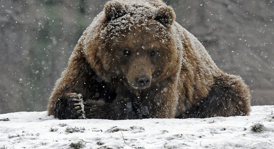 В Видземе обнаружены останки бурого медведя: ведется расследование