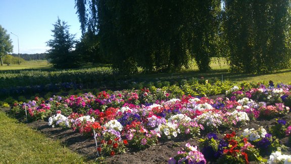 Bulduru dārzkopības vidusskolas parks - 5