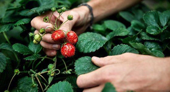 23 клубничных поля в Латвии, где можно собрать ягоды своими собственными руками