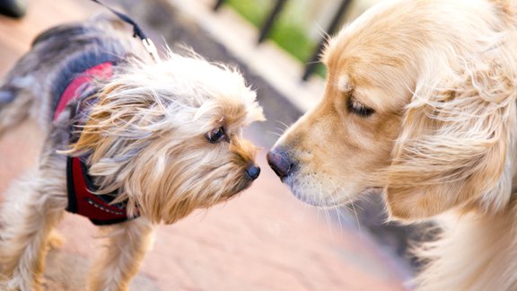 suns labradors pastaiga iepazīšanās