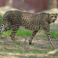 Ученые объяснили, почему гепард бегает быстрее всех